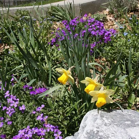 شقة شاليه برجباخلي